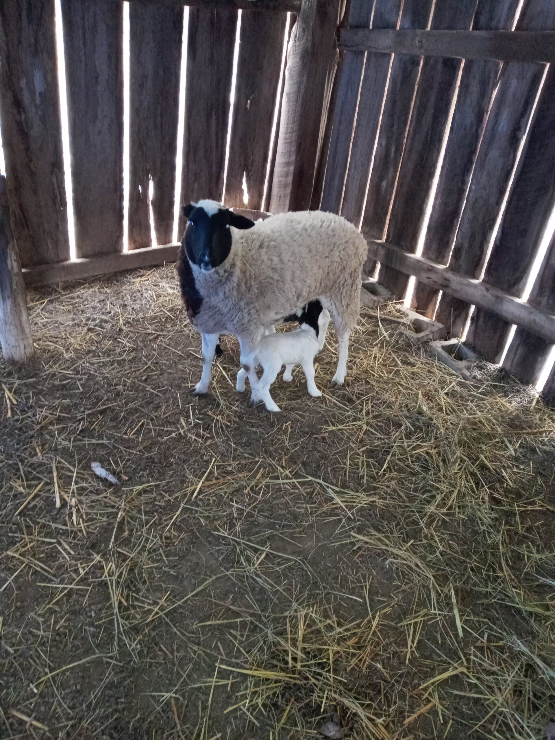 A ewe stands in a rustic barn, nursing her newborn lamb on a straw-covered floor, with wooden walls providing a warm, natural setting.