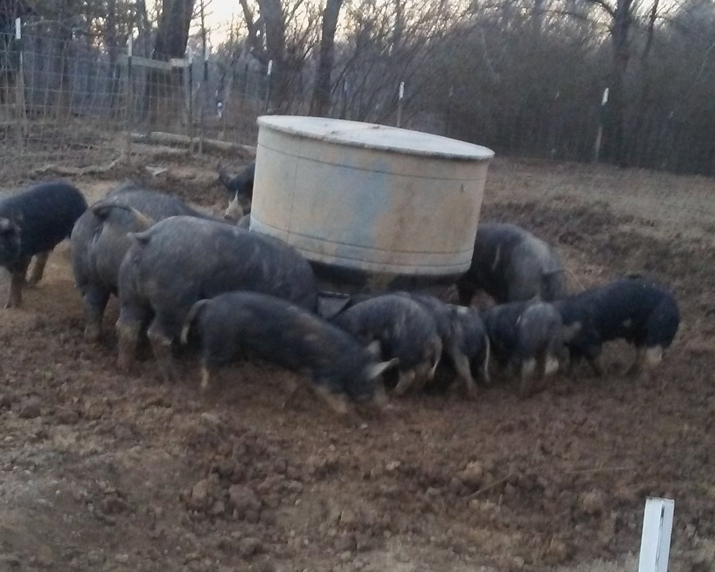 A group of pigs foraging in a muddy pen near a large feeding trough, surrounded by trees and fencing. The scene captures the natural behavior of pigs in a farm environment.