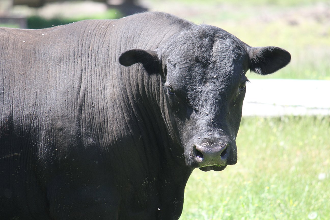 Close-up of a black cow standing in a grassy field, showcasing its shiny coat and attentive expression, symbolizing livestock farming and agricultural practices.