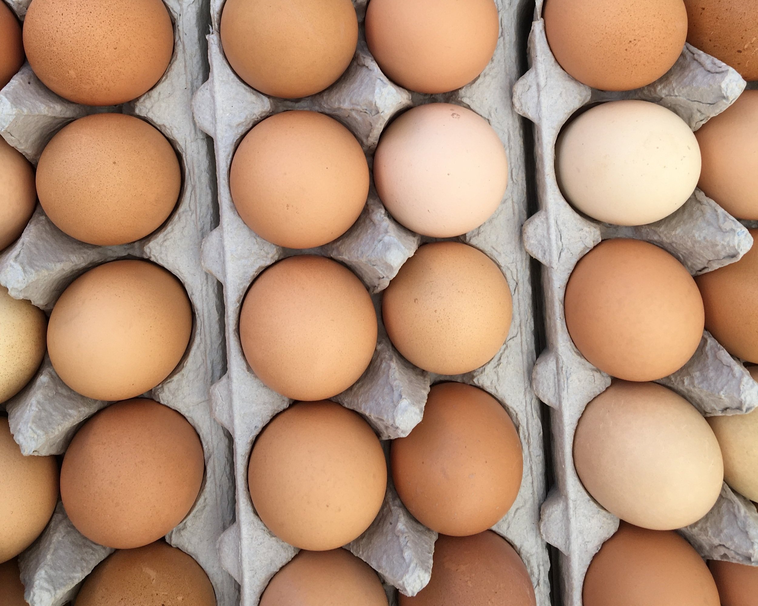 Close-up view of various eggs in an egg carton, showcasing different shades of brown and one white egg, highlighting their natural textures and colors. Ideal for discussions on egg types, nutrition, or cooking.