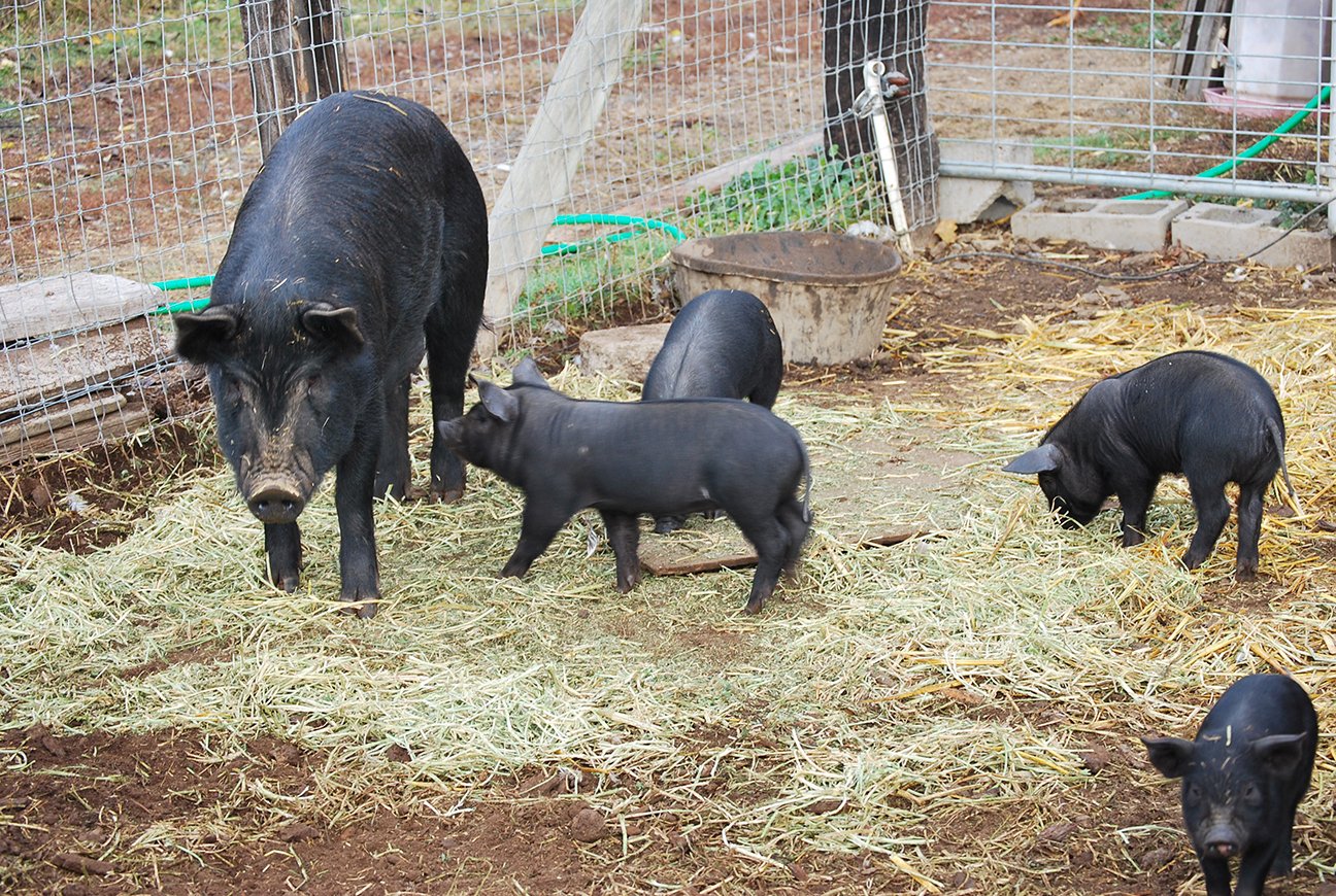 Black pigs and piglets foraging on straw in a farmyard, showcasing a natural farming environment with a fenced area.